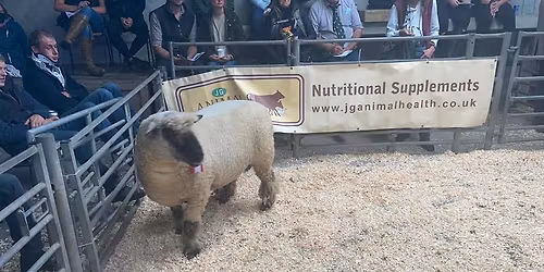 Oxford Down Sheep at Worcester Sale