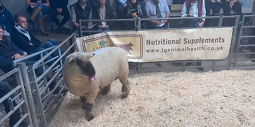 Oxford Down Sheep at Worcester Sale