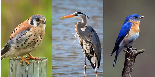Saturday Morning Bird Walk