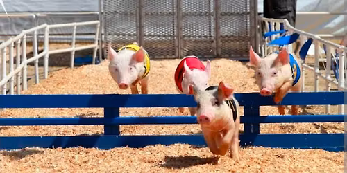 Pig Races!
