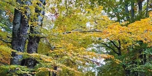 \ud83c\udf41\ud83c\udf42Foliage sui simbruini IL WEEK END!