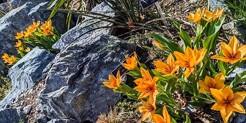 Speaker: Rock Gardens by Thomas Crawley of Brookside Gardens