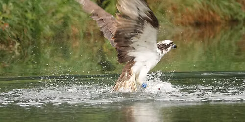 By design: rebuilding a home for Norfolk's ospreys