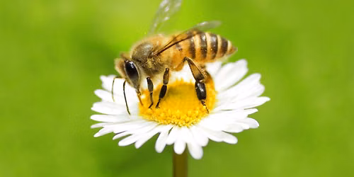 Wee Ones: Bees
