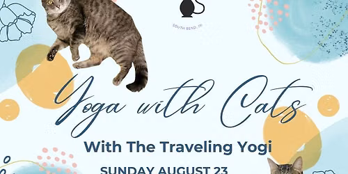 Yoga with Cats!