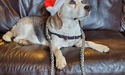 Alumni and Friends Christmas Party