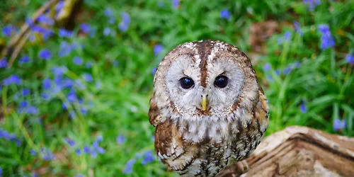 Wild About Britain - October half term