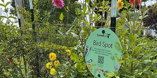 Creating Bird Habitat in Your Yard: A Tour