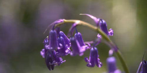 Woodland Wonder: Carpet of Blue
