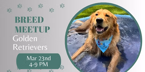 \ud83d\udc3e\ud83d\udc9b BREED MEETUP \u2013 GOLDEN RETRIEVERS \ud83d\udc9b\ud83d\udc3e