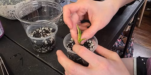 Tissue Culture Workshop