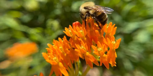 Creating a Successful Pollinator Garden - Southern Piedmont - March Monthly Meeting