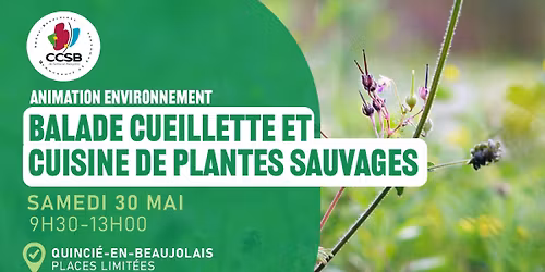 Animation - Balade cueillette et cuisine de plantes sauvages