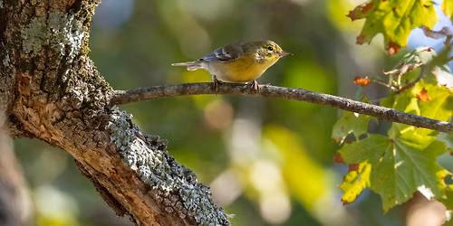 Birding at The Mount