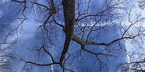 Winter Tree Identification Workshop: Botany and Bloom Series