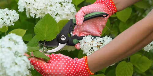 FREE WORKSHOP: Pruning with Purpose