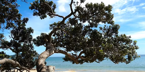 Cornwallis Beach pop ups