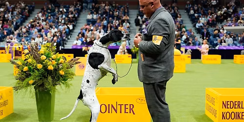 Westminster Kennel Club Dog Show - New York