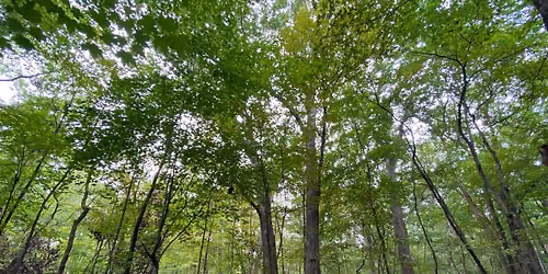 Summer Nature Walk