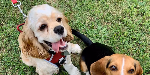 Refined Canines in the REAL WORLD - Orange CT