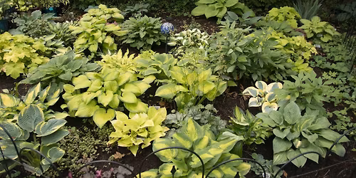 St Louis Hosta Society's Annual Plant Sale