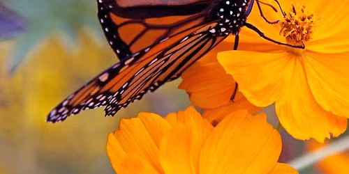 Pollinator StoryWalk