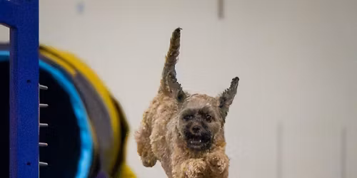 AKC Agility Course Tests, Standard and Jumpers