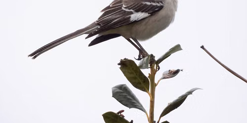 Birdwatching for Beginners
