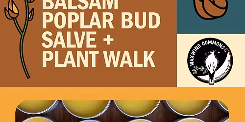 Balsam Poplar Salve & Plant Walk 