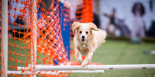 Doggie Lure Course at West Chester Campus