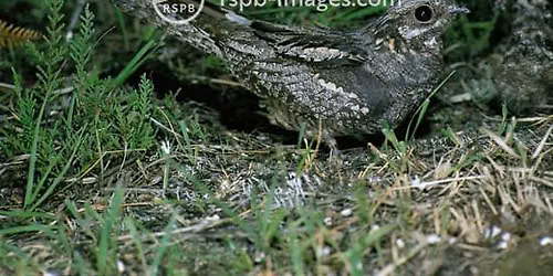 RSPB Evening Nightjar Walk - RSPB Farnham Heath 