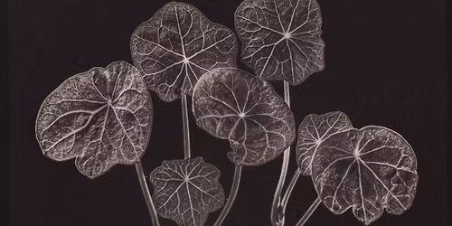 Two Day Salt Printing Workshop \u2014 from digital File to Print