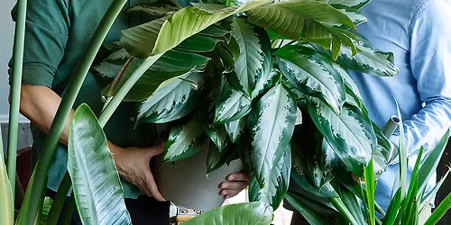 Plantebonanza med @arcticgardener