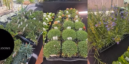 Pop-up Plant Sale - With Desert Blooms!
