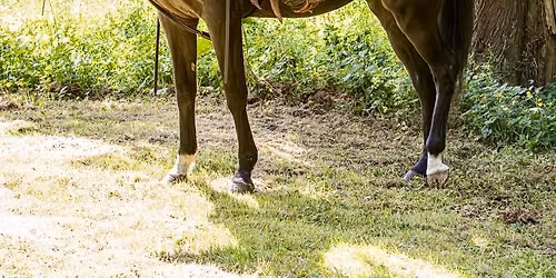Western Stars Camp + Show!  Aug 20th-22nd