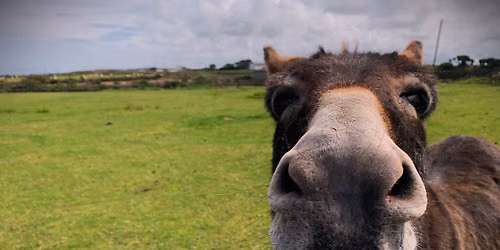 Walk Talk Kernow - Cape Cornwall to Carn Gloose circular
