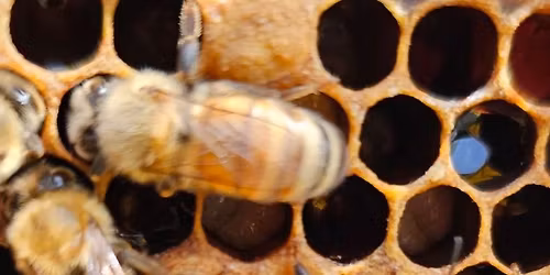 Beginner Beekeeping Class