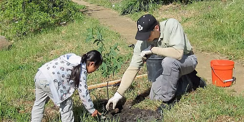 Milkweed Planting with Learning Among the Oaks