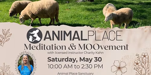 Meditation & MOOvement