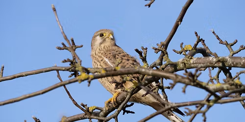 Falconry displays with Raphael Historic Falconry at Trelissick