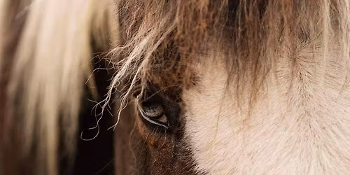 Embodying Horse Wisdom