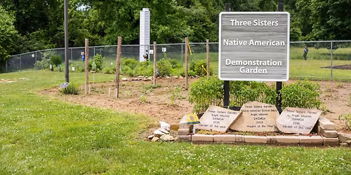 Homeschool Adventures: Three Sisters Garden