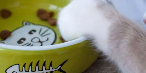 Make a Ceramic Pet Bowl