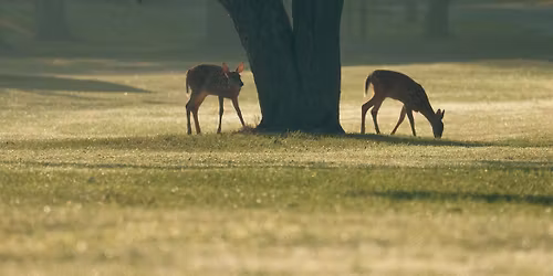 Deer Widow's Weekend