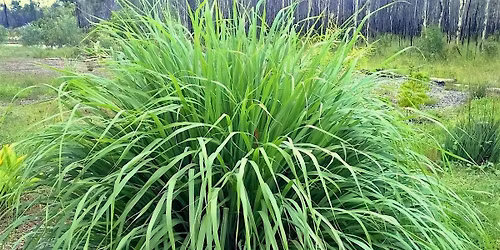 Herbal Allies: Making Lemongrass Hydrosol
