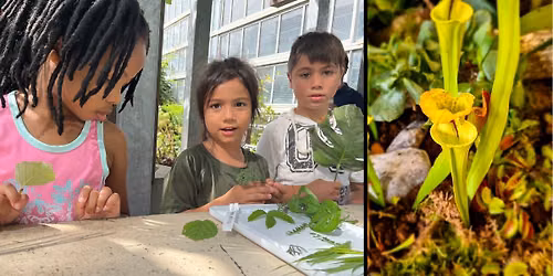Sensory-Friendly Evening at the Garden: Exploring Leaf Shapes