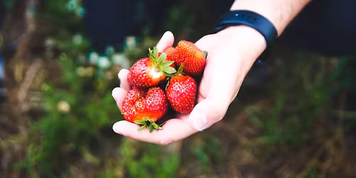 Storytime in the Strawberry Field