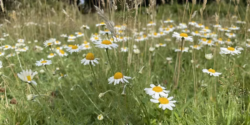 Wildlife walk with Michael Blencowe: Tunbridge Wells Common