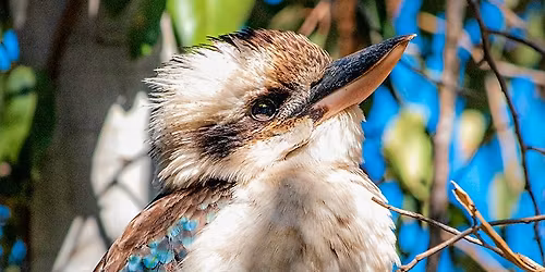 Bird Wildlife Photography