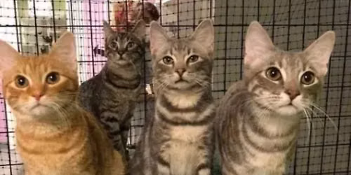 Nature Cat Adoption & Donation Day